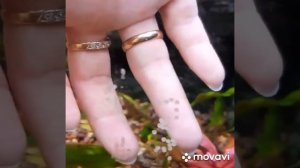 Сбор икры со стенок аквариума