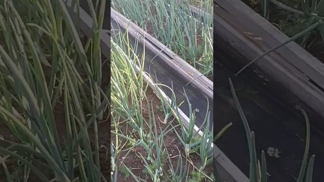 Огород о нас позаботился сам!😊🙏 смотреть онлайн