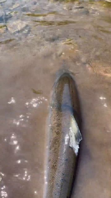 Сима #fishing #salmon #горбуша #кижуч #голец #рыбалка #кунджа #с смотреть онлайн