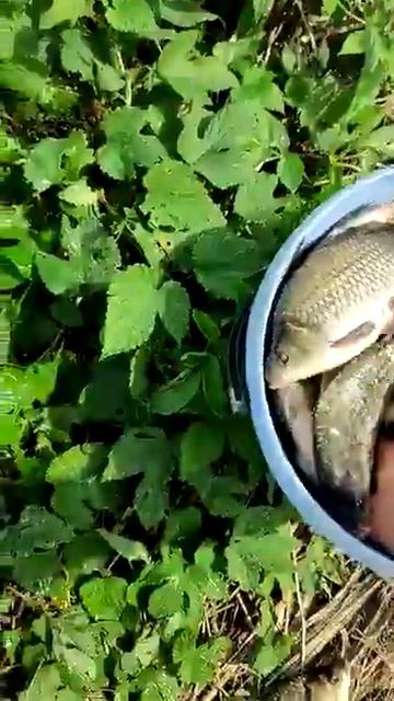 #рыбалка на Кубани смотреть онлайн