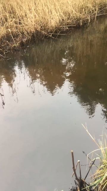 Река Двиноса #спиннинг #краснаякнига #рекибеларуси #fis смотреть онлайн