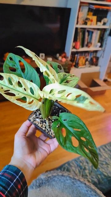 Монстера Адансона Архипелаго Гост 👻 #monstera #plants #garden #flo смотреть онлайн