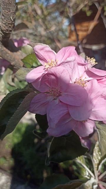 Не помню,что за сорт.#shortvideo #рыбалка #авто #сад