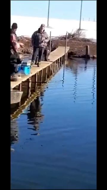 Домодедовский район!!! Ловля форели идёт полным ходом!! смотреть онлайн