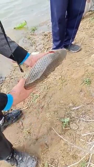 друзья на рыбалке в Зеленге) #астрахань #весна #рыбалка