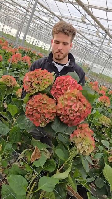 BEAUTIFUL HYDRANGEA #hydrangea#macrophylla#hortensia#гортензия#garden#гортензія#s смотреть онлайн