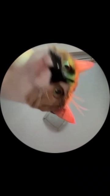 Вкусняшки кушать пойдем? смотреть онлайн