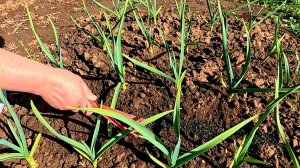 Важная подкормка чеснока для хорошего урожая!!