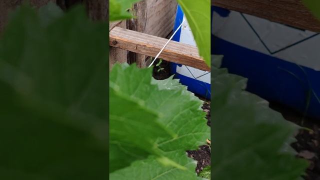 Состояние винограда на 1 июля 2024 года. Новосибирская о?