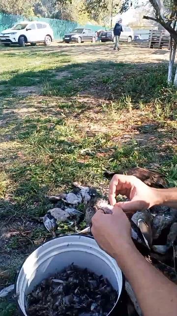 краснодарский край привольная охота смотреть онлайн