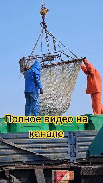работу работаю... #рыбалка  #сахалин #море #россия #шортс