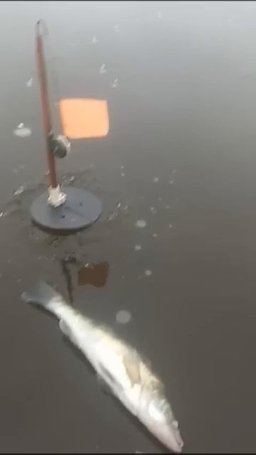 7 января 2025 г.