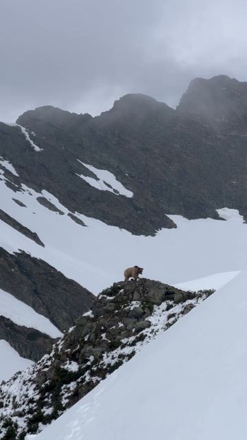 Те самые медведи в Красной Поляне #поход #медведь #горы смотреть онлайн