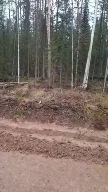 Сибирские мужики приманивают медведя на хлеб смотреть онлайн