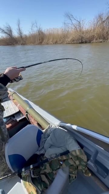 Акула на Волге! #шокконтент #астрахань #рыбалка смотреть онлайн