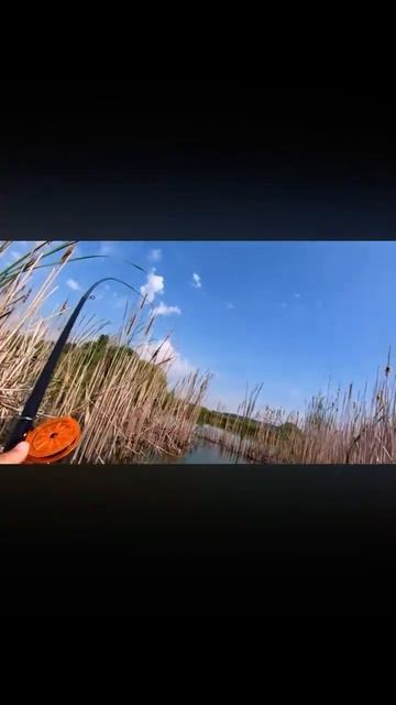 Рыбалка на карпа в камышах #fishing #catch #рыбалка #популярн? смотреть онлайн