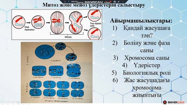 Мейоз бен митозды салыстыру смотреть онлайн
