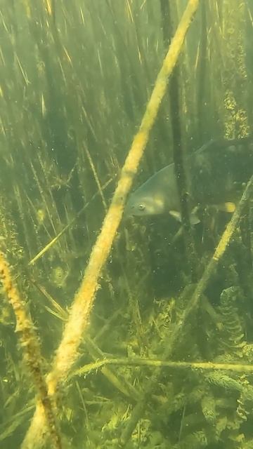 Как проходит подводная охота в Дагестане  | Spearfishing