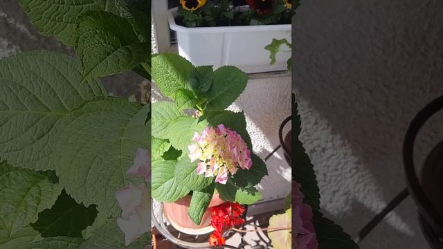 Комнатные растения на улицу 🏡 #дача #сад #цветы