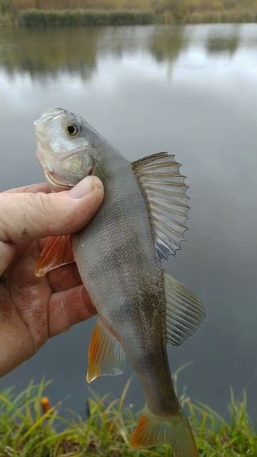 РЫБАЛКА на ПОПЛАВОЧНУЮ УДОЧКУ 🌀🎣 природа 🌲🌀 отдых смотреть онлайн