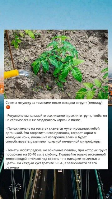 X Советы по уходу за томатами после высадки в грунт (те? смотреть онлайн
