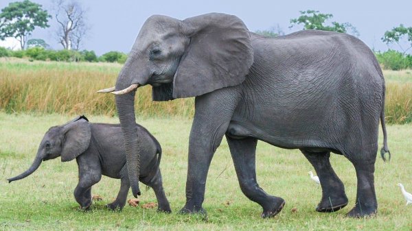 Слоны и слонята! Как говорит слон? Звуки слона. Что ест слон? Как ест слон?