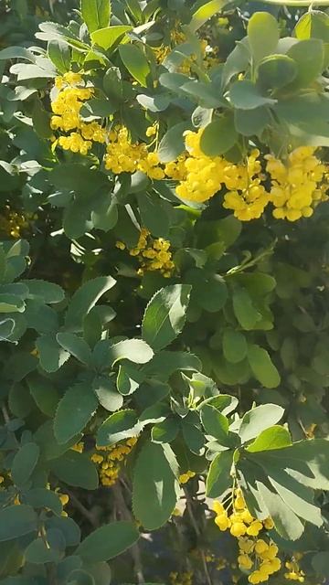 Уважаемые подписчики! Это же барбарис?! смотреть онлайн