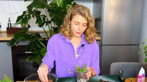 Секреты пересадки: Пеперомия Тетрафилла Хоуп и Марант