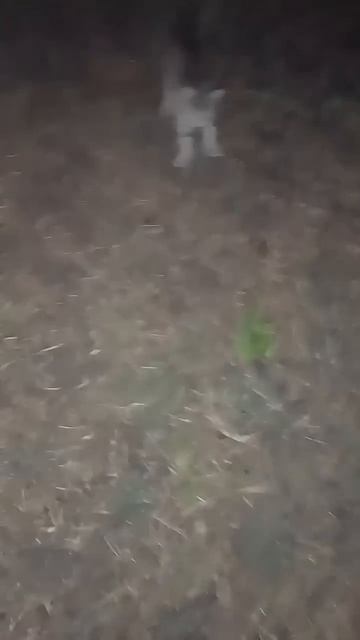 А у вас есть домашние животные?🐱🐶 #cat #kawaii #топ #котик # смотреть онлайн