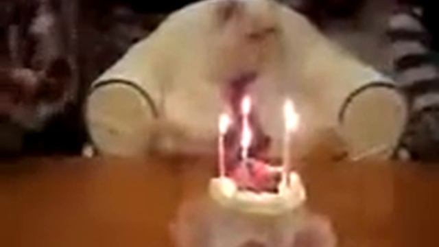 День рожденье кота отмечают тортом и свечками, лучшие приколы над животными сентябрь 2014 смотреть онлайн