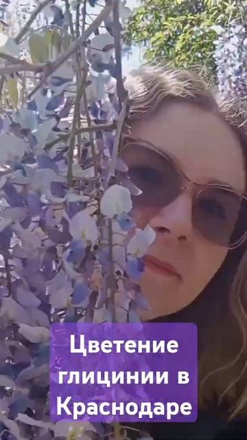 Цветение глицинии в Краснодаре #веснакраснодар #вес? смотреть онлайн