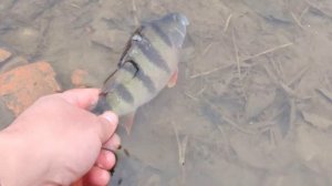 Рыбалка на реке Пахра в Подольске.