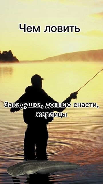 ГДЕ И КАК КЛЮЁТ СОМ #рыбалка #fishing #сом #рыбалканасома смотреть онлайн