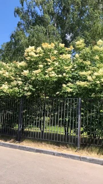 Живая изгородь из сирени амурской смотреть онлайн