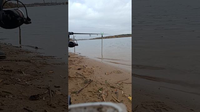 Тверь ловля на пикер осенью.
