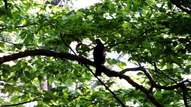 черный дрозд смотреть онлайн