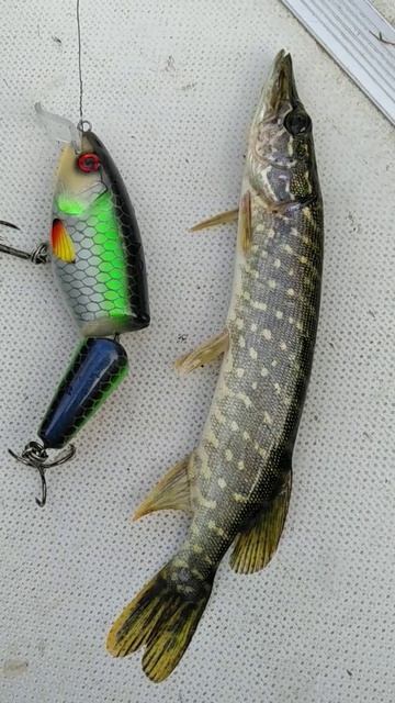 Рапала шед и щука. #щука #трофей #рыбалка #спиннинг #рап? смотреть онлайн