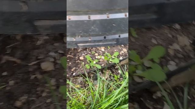 Гортензии в ОГ, корни оголились после зимы смотреть онлайн