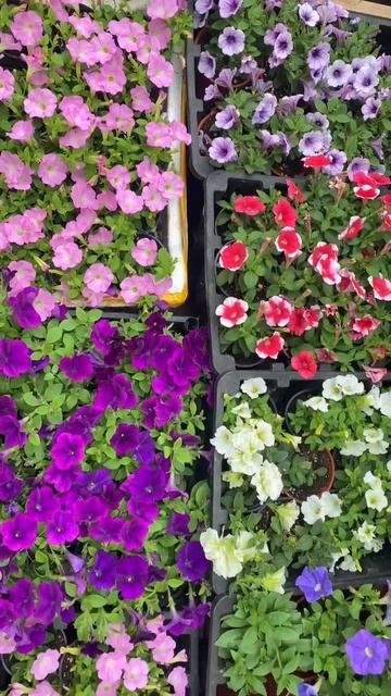 Акция 💖 10 шт петунии — 2000₽ #вегетативнаяпетуния смотреть онлайн