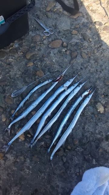 Сезон саргана,зубастая и носатая рыба чёрного моря, ло смотреть онлайн