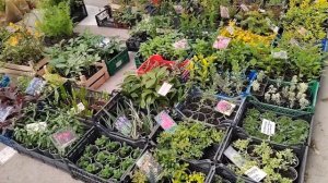 Цветочный рынок Краснодар 16 апреля 2025 г