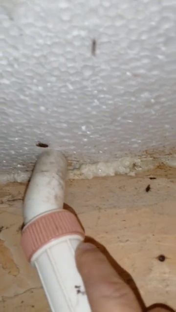 Прощайте, подвальные мухи! На радость курам ]:✓) смотреть онлайн