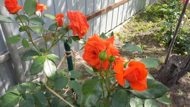 143.#Розы - Rosanna, Hansestadt Rostock//Новинки моего сада//Их первое