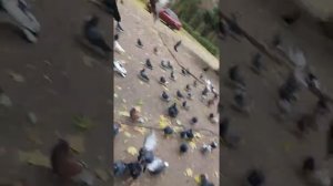 Донецкие голуби