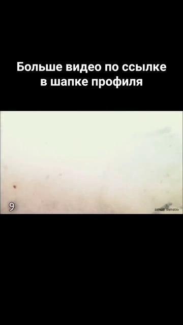 Атака щуки на живца #рыбалка смотреть онлайн