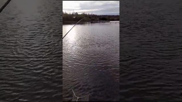 маггот белый смотреть онлайн