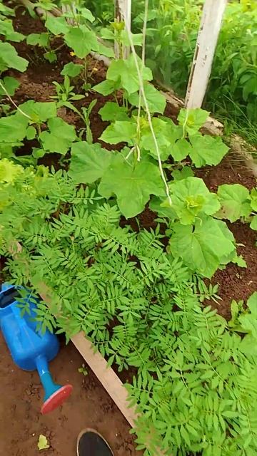 Теплица из рам#music #musica #garden #remix #farming смотреть онлайн