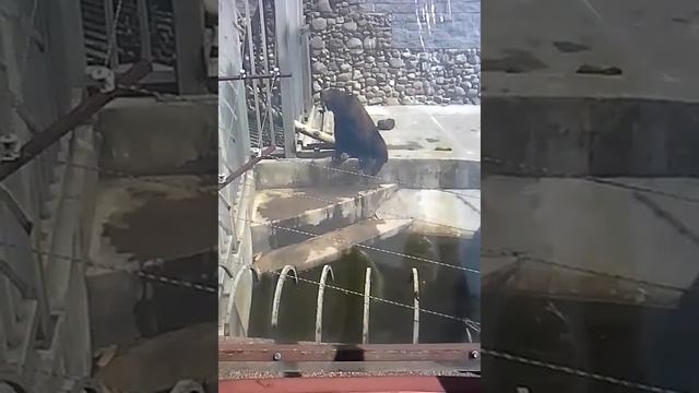 Прикольный мишка смотреть онлайн