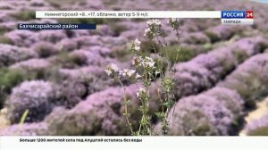 В Крыму стартовал сбор тимьяна