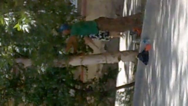 Мужик и дерево, смотреть всем, смешно, смотреть онлайн